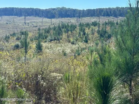 80 Acres of Pine Farmland
