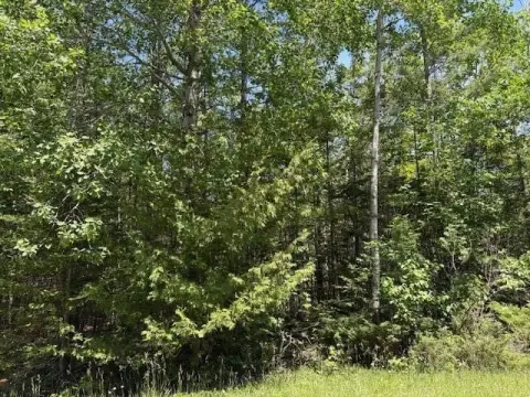 Wooded Lot Near Presque Isle Harbor