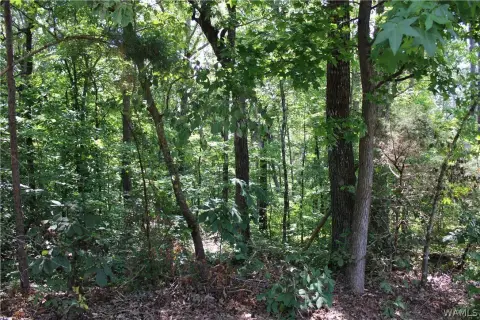 Residential Land in McCalla, Alabama