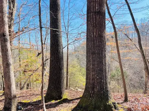 Russell Springs Land Auction