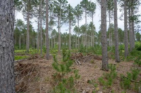 Wooded Lot in Bollig Estates