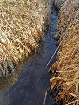 Bloomington Land with Creek Access