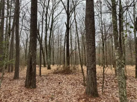 Hunting Land Tract