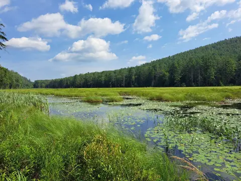 Recreational Waterfront Forestland