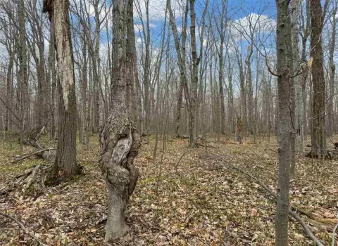 Wooded Land Near Larks Lake