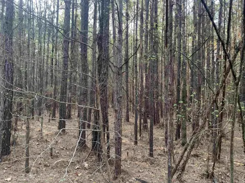 Recreational Land with Pine Plantation