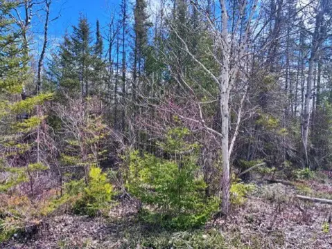 Wooded Lot Near Presque Isle