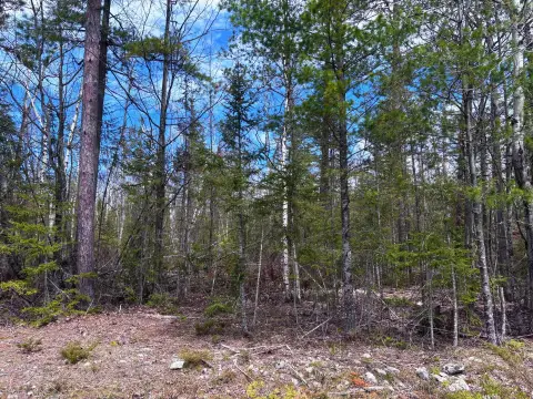 Wooded Lot Near Presque Isle Harbor