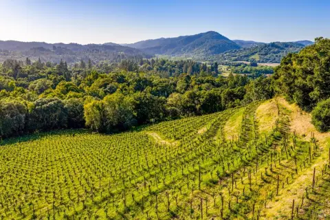 Vineyard Property with Designated Homesite