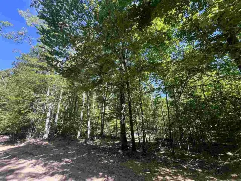 Wooded Hunting and Recreation Land