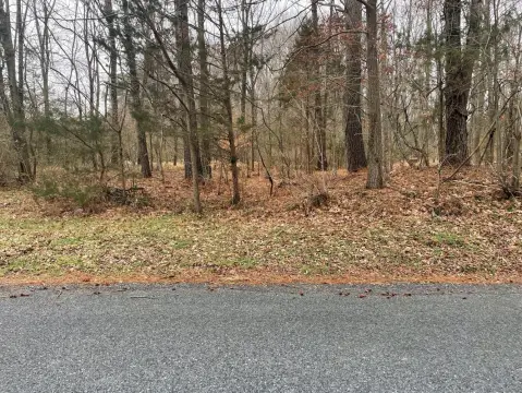 Wooded Lot Near Nanticoke River