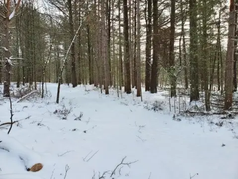 Wooded Land in Newaygo County