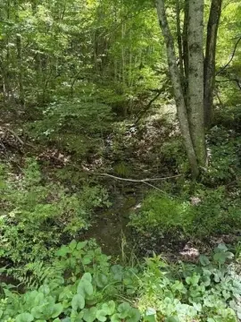 Wooded Mountain Lot with Dual Frontage