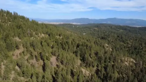 Hunting Land with Timber