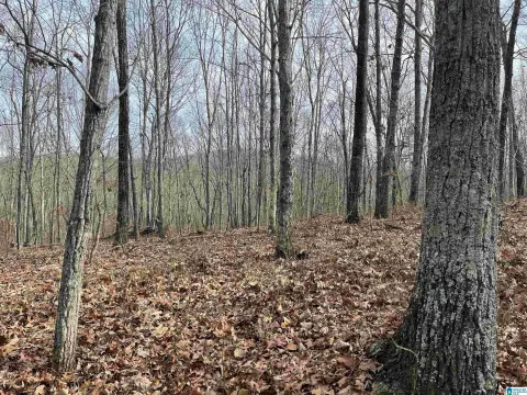 Mountain Hunting Land