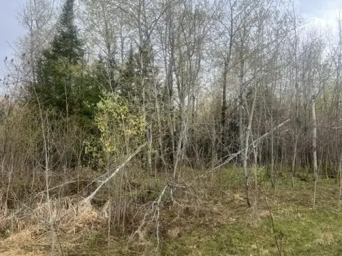 Wooded Lot Near National Forest