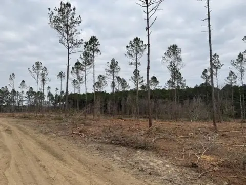 Partially Cleared Agricultural Land