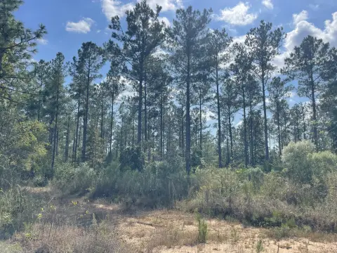 Foxworth, MS Timber Investment Land