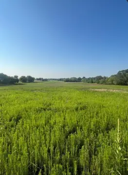 Farmland Tract with Mature Trees