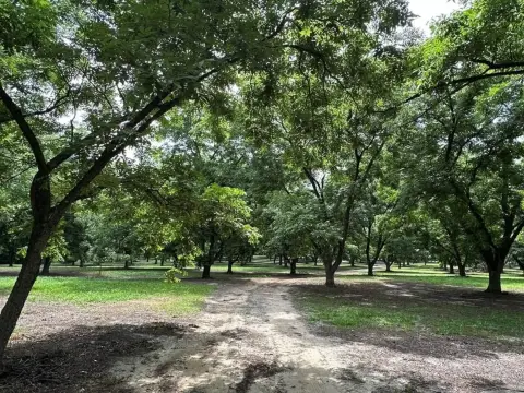 Cairo, GA Land with Pecan Grove