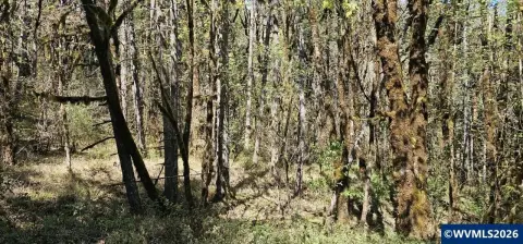 Wooded Land in Marys River