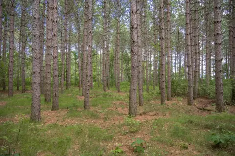 Wooded Recreation Land Parcel