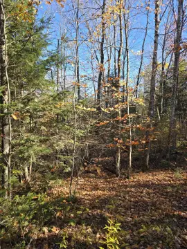 Waterfront Woodland Parcel