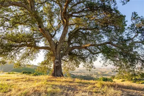 Paso Robles Vineyard Opportunity