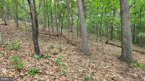 Wooded Recreational Land Lot