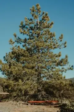 Land in California Pines