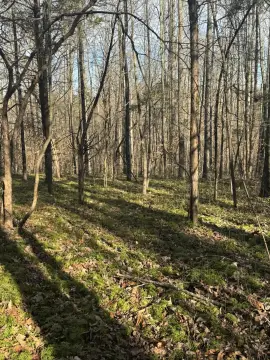 Wooded Land Tract with Road Frontage