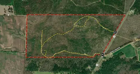 Recreational Timber Tract in Georgia