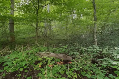 Land Near Red River Gorge