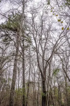 Hunting and Timber Tract