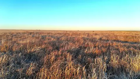 CRP-Enrolled Hunting & Investment Acreage