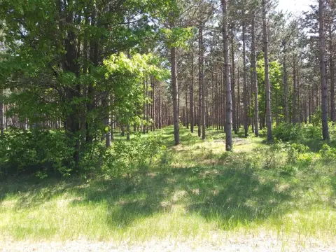 Wooded Recreational Land Parcel