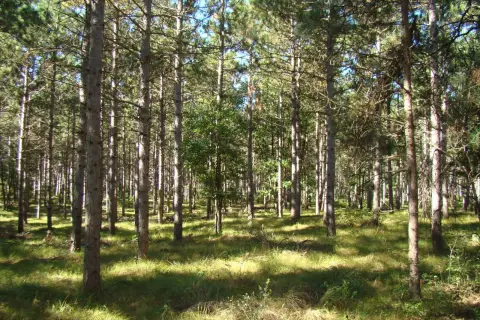 Wooded Buildable Land Parcel