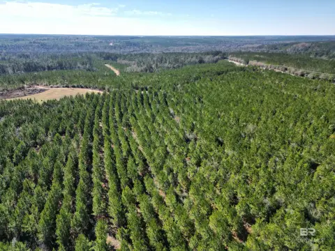 Timberland Tract Near Downtown Atmore