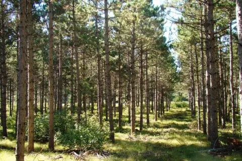 Cabin and Camping Recreation Land