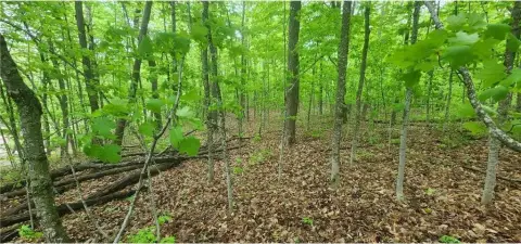 Wooded Lot Near Mille Lacs