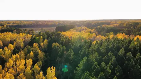 Wooded Hunting Land with Cabin