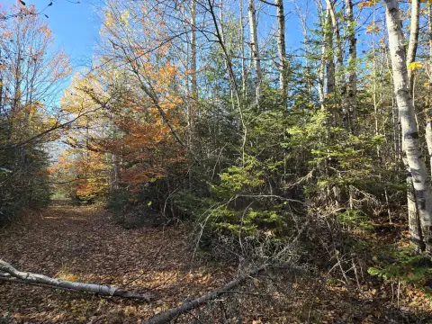 Wooded Hunting Land