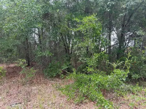 Residential Land in Ocala Ridge