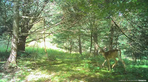 37.99 Acres of Wooded Land