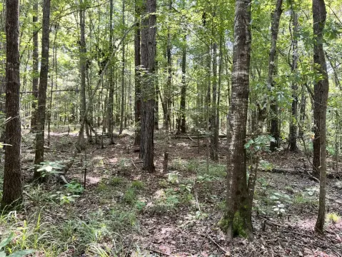 Hunting Land with Spring-Fed Creek
