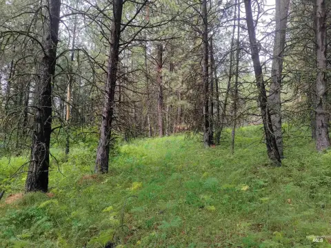 Wooded Recreation Land Parcel
