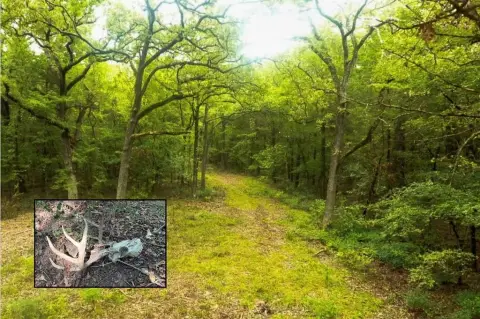 Secluded Hunting Land with Mature Trees