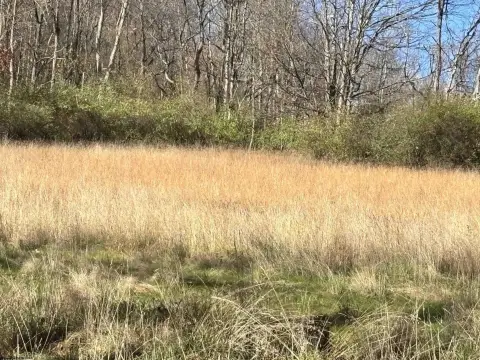 Residential Land in Belington, WV