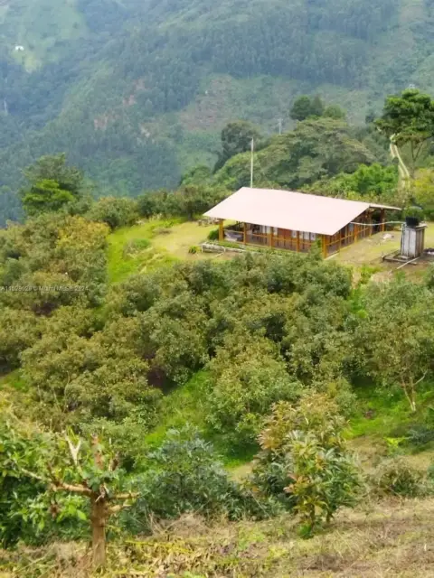 Avocado Farm Business Opportunity