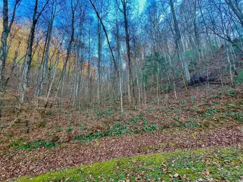Mineral Bluff Wooded Lot For Sale